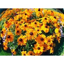 Kamondo Tohum 10 Adet Güneş Şapkası Çiçek Tohumu