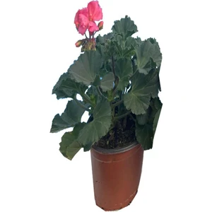 Lux Garden Sardunya
