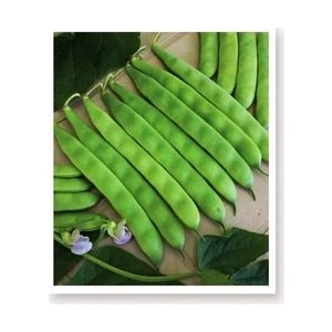 Grass Seed Fasulye Tohumu Magnum Tipi 180 gr