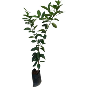 Yavuz Fidancılık Thai Lime Limon Fidanı 5 Yaş 80 Cm