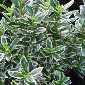 10 Adet Gümüş Taflan, Saksıda, Euonymus Japonicus Silver King