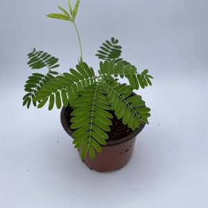 Dokunma Bana Saksılı Küstüm Çiçeği Fidanı 3-13 cm Mimosa Pudica