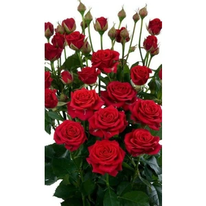 Kamondo Tohum 10 Adet Kırmızı Renkli Gül Çiçeği Tohumu