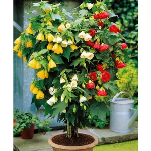 Kamondo Tohum Abutilon Hybridum Çiçeği Tohumu Ithal