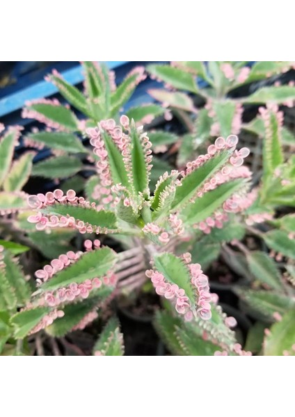 Pembe Aşkıngözyaşı Çiçeği, Yetişkin Boy