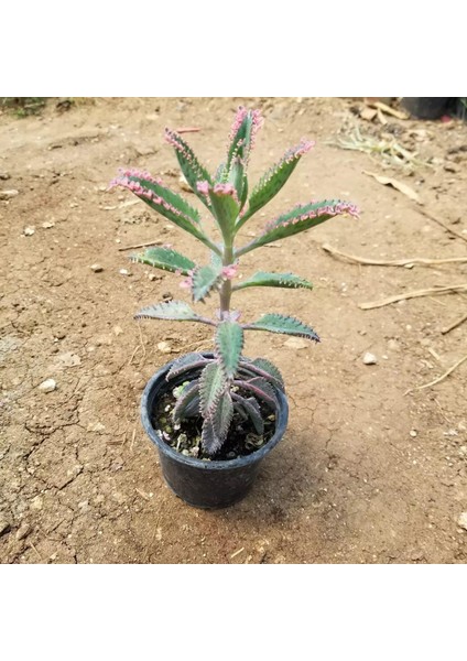 Pembe Aşkıngözyaşı Çiçeği, Yetişkin Boy