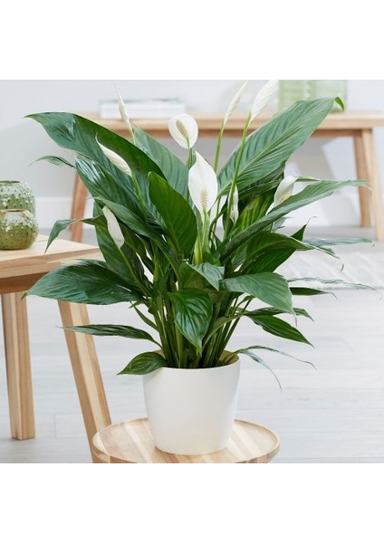 Barış Çiçeği Spathiphyllum 60+ cm Salon Ofis Bitkisi