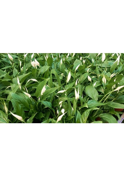 Barış Çiçeği Spathiphyllum 60+ cm Salon Ofis Bitkisi