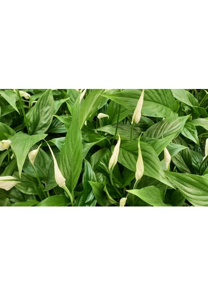 Barış Çiçeği Spathiphyllum 60+ cm Salon Ofis Bitkisi