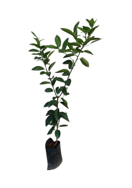 Thai Lime Limon Fidanı 5 Yaş 80 Cm