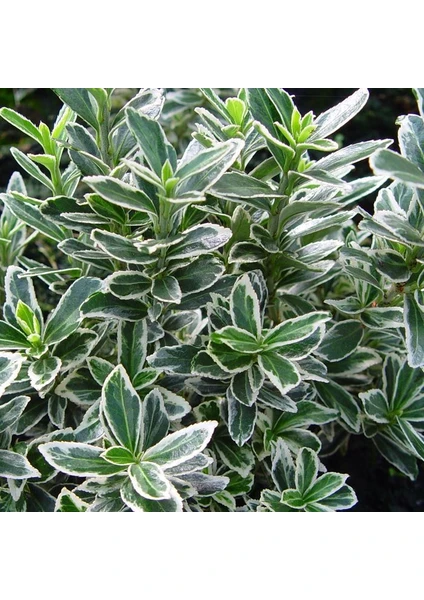 10 Adet Gümüş Taflan, Saksıda, Euonymus Japonicus Silver King