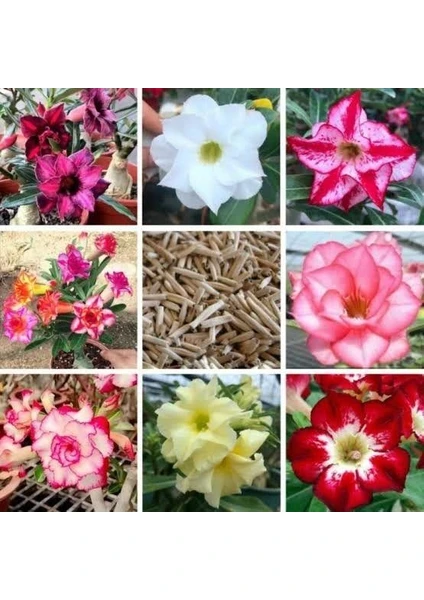 Berke Fidancılık 8 Adet Adenium Çöl Gülü Çiçeği Fidanı Pakedi (Mix Karışık)