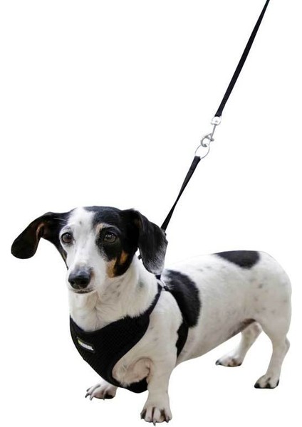 Yavru Köpek Göğüs Tasması Siyah 24 - 44 cm