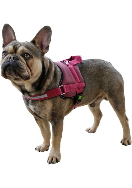 Köpek Belden Tasma Maestro 2.0 Bordo 45 - 60 cm