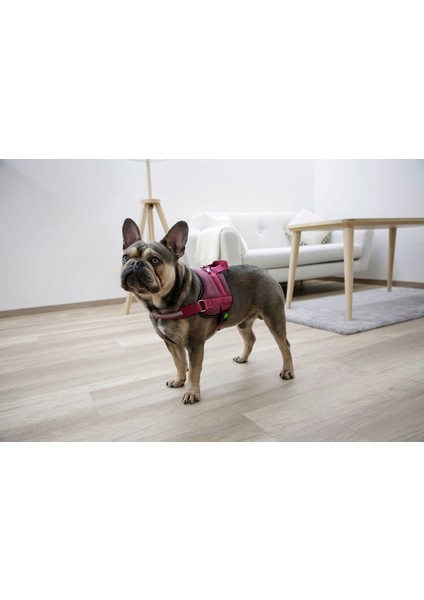 Köpek Belden Tasma Maestro 2.0 Bordo 45 - 60 cm