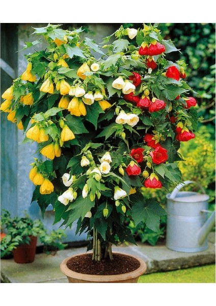 Abutilon Hybridum Çiçeği Tohumu Ithal