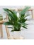 Barış Çiçeği Spathiphyllum 60+ cm Salon Ofis Bitkisi 1
