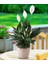 Barış Çiçeği Spathiphyllum 60+ cm Salon Ofis Bitkisi 2