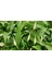 Barış Çiçeği Spathiphyllum 60+ cm Salon Ofis Bitkisi 4