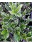 10 Adet Gümüş Taflan, Saksıda, Euonymus Japonicus Silver King 3