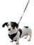 Yavru Köpek Göğüs Tasması Siyah 24 - 44 cm 3