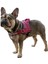 Köpek Belden Tasma Maestro 2.0 Bordo 72 - 103 cm 2