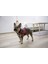 Köpek Belden Tasma Maestro 2.0 Bordo 72 - 103 cm 3