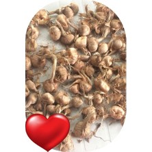Mert Tarım 3 Adet Horasan Safran Soğanı
