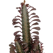 Bitkimark Euphorbia Trigona (Süt Ağacı Kaktüs)