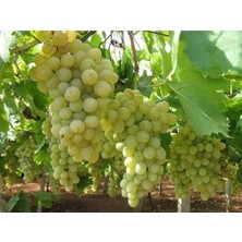 Ucuzluk Diyarı 2 Adet Yediveren Koruk Üzüm Fidanı Tüplüdür 1,5 Yaş