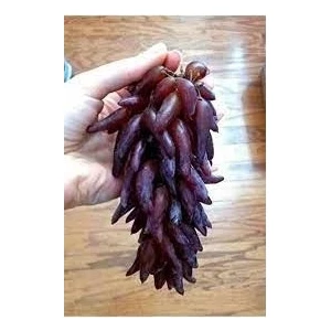 Ucuzluk Diyarı Cadı Parmağı Üzüm Fidanı Tüplüdür 2 Yaş