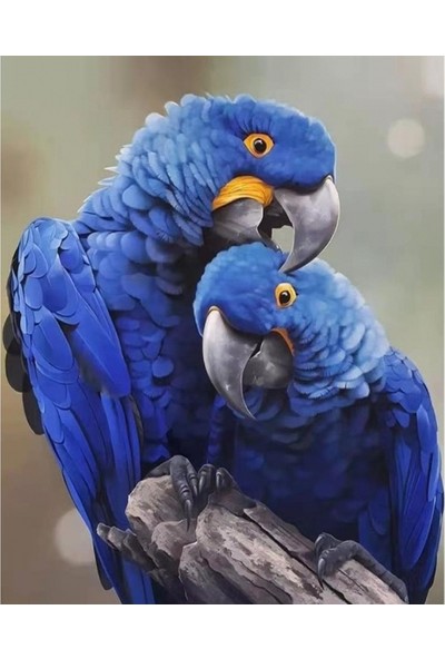 Ena Butik Canvas Papağan Boyama Seti Kasnaklı 100 x 140 cm
