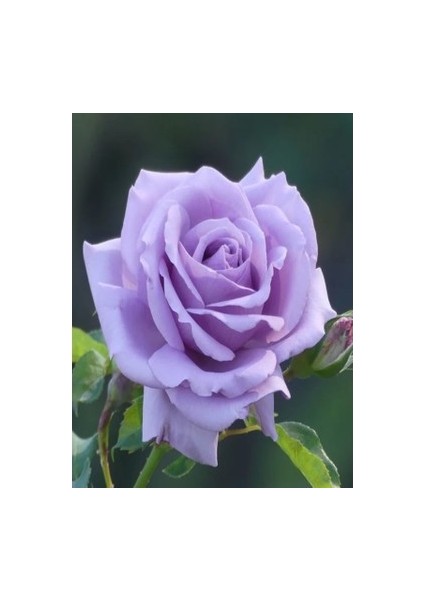 Polyanna Mor Gül Fidanı Kokulu Saksılı 30 40 cm Arası