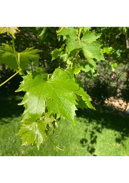 Tuzsuz Susuz Yaprak Salamurası Asma Yaprağı 2 x 300 gr fiyatları