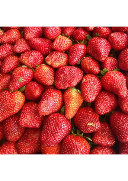 Geleneksel Yayla Çilek Reçeli 3 x 800 gr modelleri