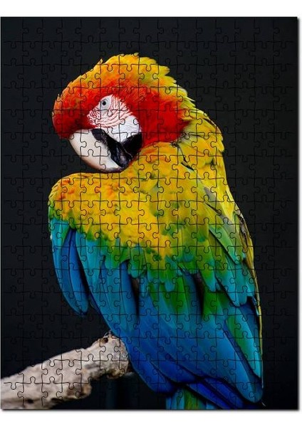 Mavi Sarı Kırmızı Macaw Siyah Arkaplan 1000 Parça Puzzle Yapboz Mdf (Ahşap)