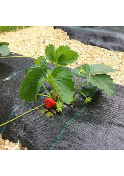 2 x 10 M Sulzer Kumaş Sera Taban Örtüsü Jüt Blueberry Peyzaj Uygulama Örtüsü Mulch Naylonu Çilek Malç