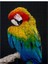 Mavi Sarı Kırmızı Macaw Siyah Arkaplan 1000 Parça Puzzle Yapboz Mdf (Ahşap) 1