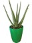 Aloevera Bitkisi 20-35 Cm Doğal Krem Şifalı Bitki Sarısabır 1