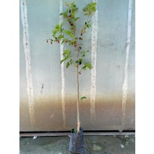 Yusuf Yediveren Avustralya Dutu Tüplü 1 Adet