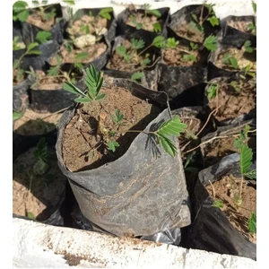 Küstüm Çiçegi Fidanı 3 Adet Tüp Poşet 3-13 cm