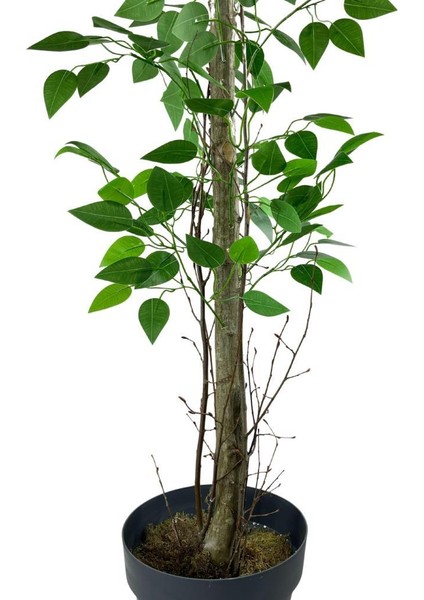 Yapay Limon Ağacı 130CM 8 Limonlu Doğal Görünümlü Siyah Plastik Saksılı Yapay Ağaç fırsatları