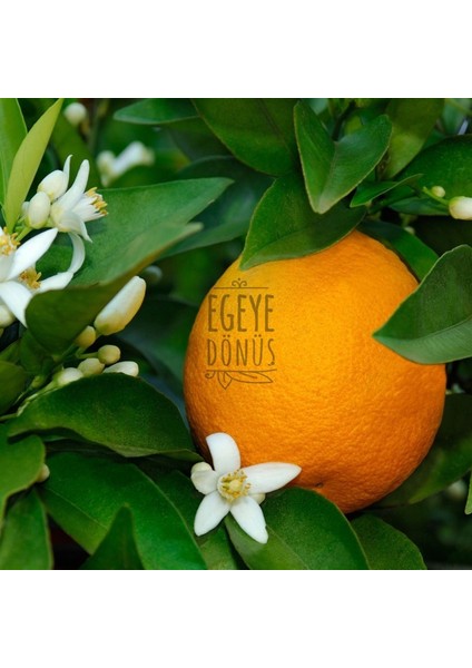 Portakal Çiçeği Kolonyası Cam Şişe 200 ml (80 Derece) - (Parfümlü)