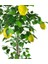 Yapay Limon Ağacı 130CM 8 Limonlu Doğal Görünümlü Siyah Plastik Saksılı Yapay Ağaç 3