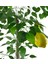 Yapay Limon Ağacı 130CM 8 Limonlu Doğal Görünümlü Siyah Plastik Saksılı Yapay Ağaç 5
