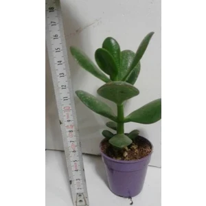 Para Çiçeği 14-16 Cm