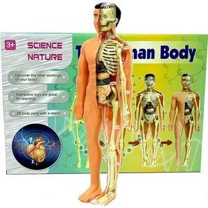 İnsan Vücudu 3D Eğitim Seti