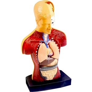 İnsan Vücudu 3D Eğitim Seti