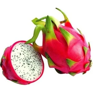 Berke Fidancılık Pitaya Dragon Fruit Fidanı Seti 3 Adet (Beyaz Kırmızı Sarı)
