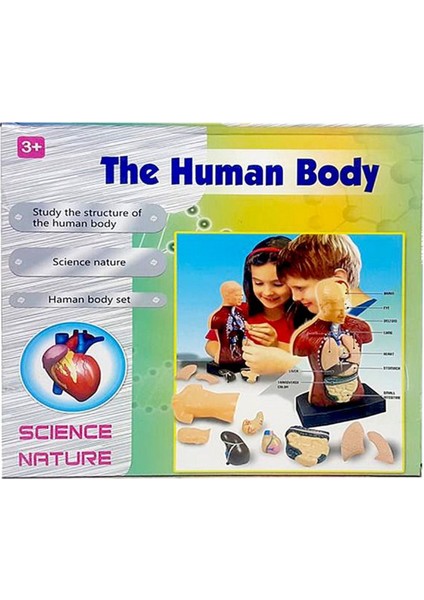 İnsan Vücudu 3D Eğitim Seti